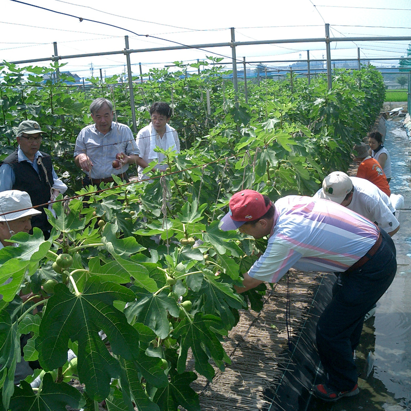 愛知県特産 いちじくワイン