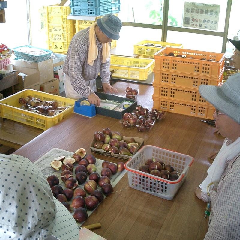 愛知県特産 いちじくワイン