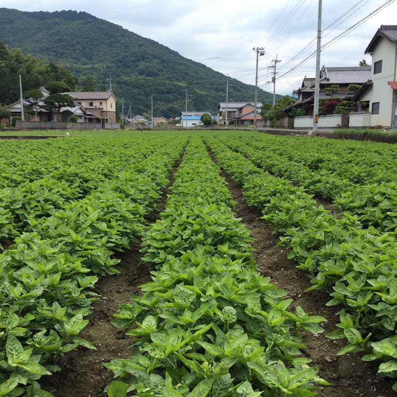 藍染め石けんシリーズ