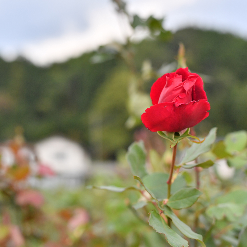 【国内部門】EDIBLE GARDEN