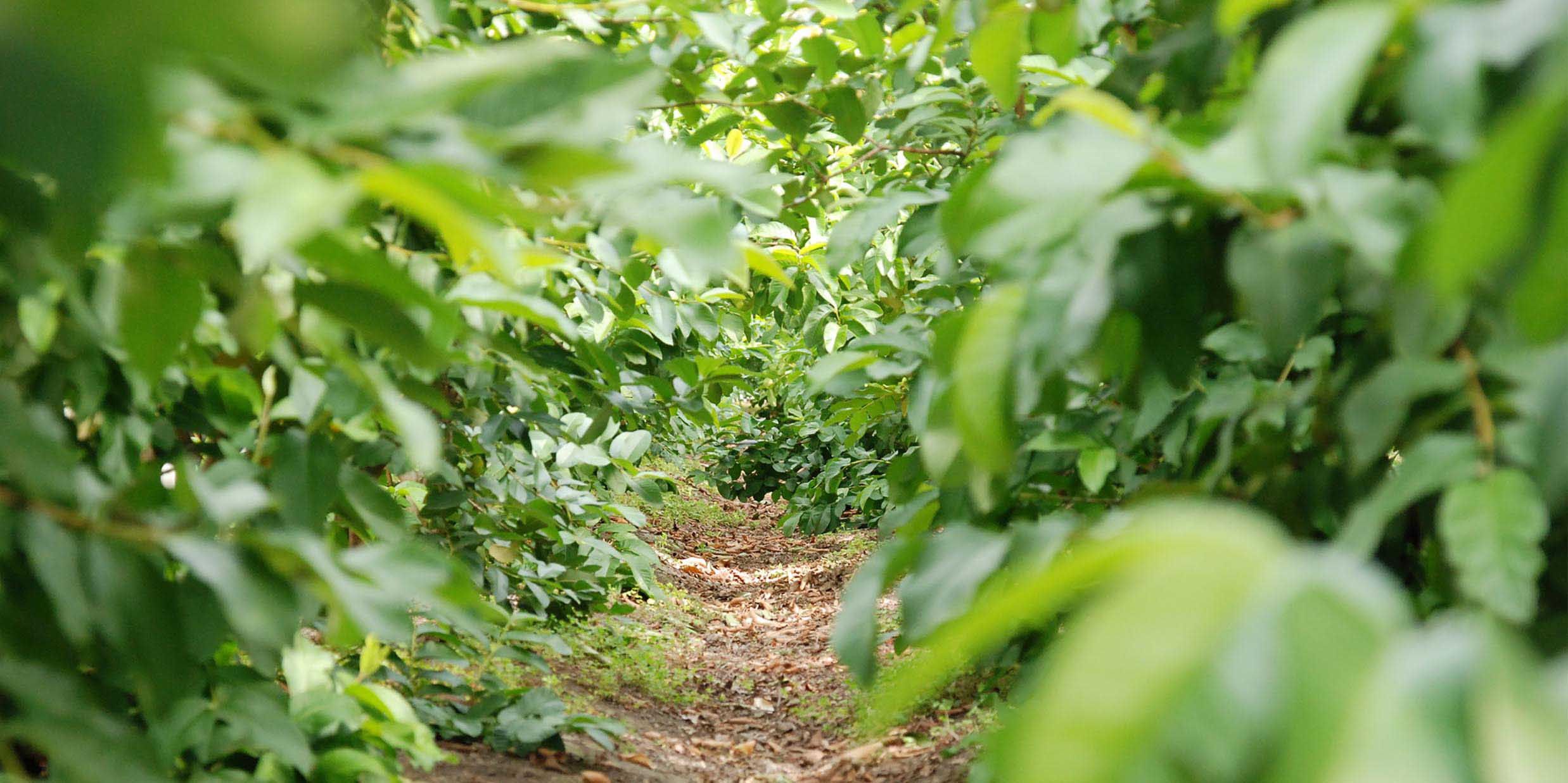 【年度テーマ】土佐國グァバ茶