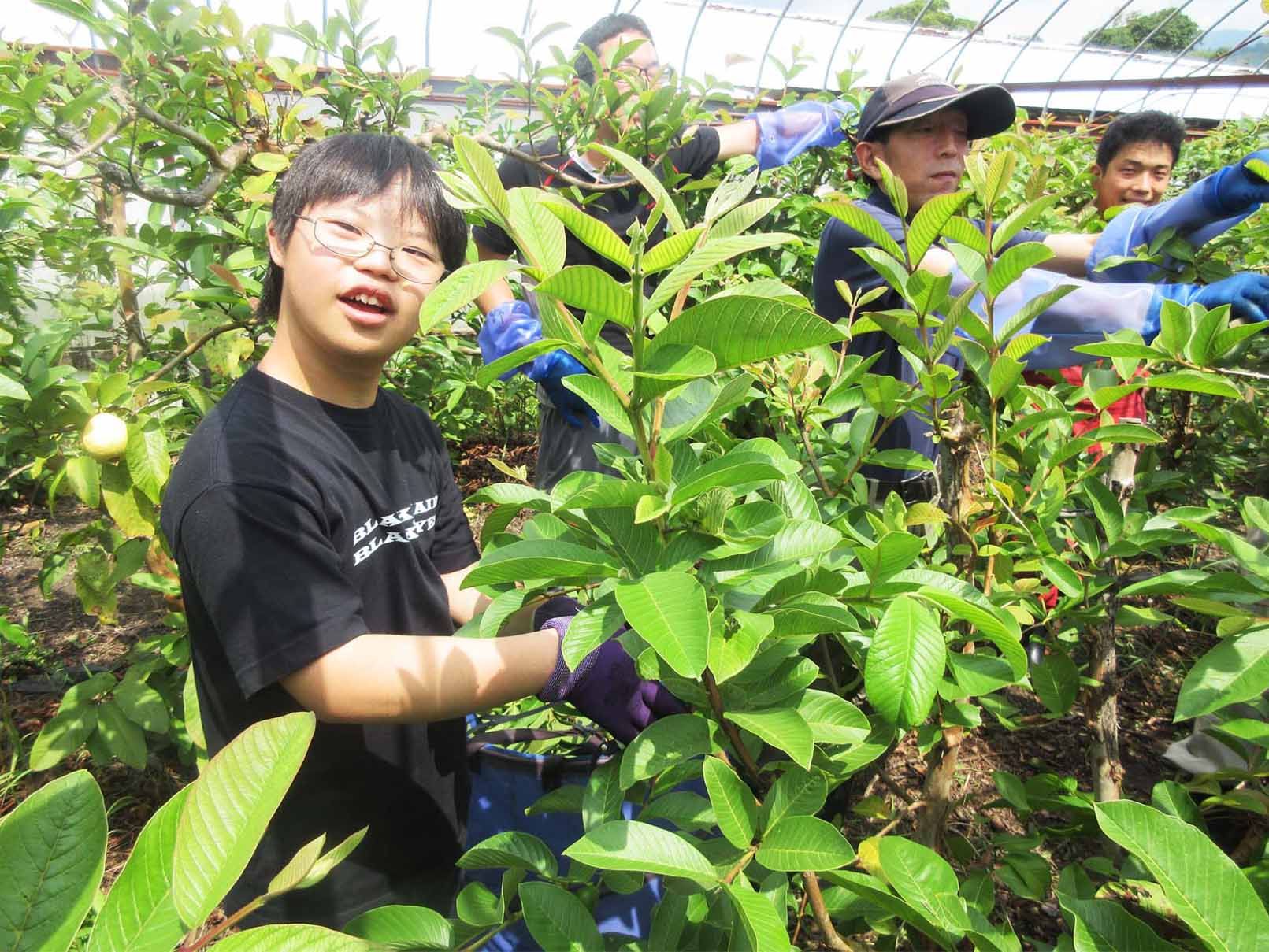 【年度テーマ】土佐國グァバ茶