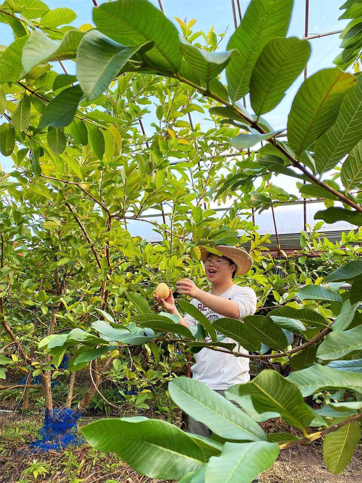 【年度テーマ】土佐國グァバ茶