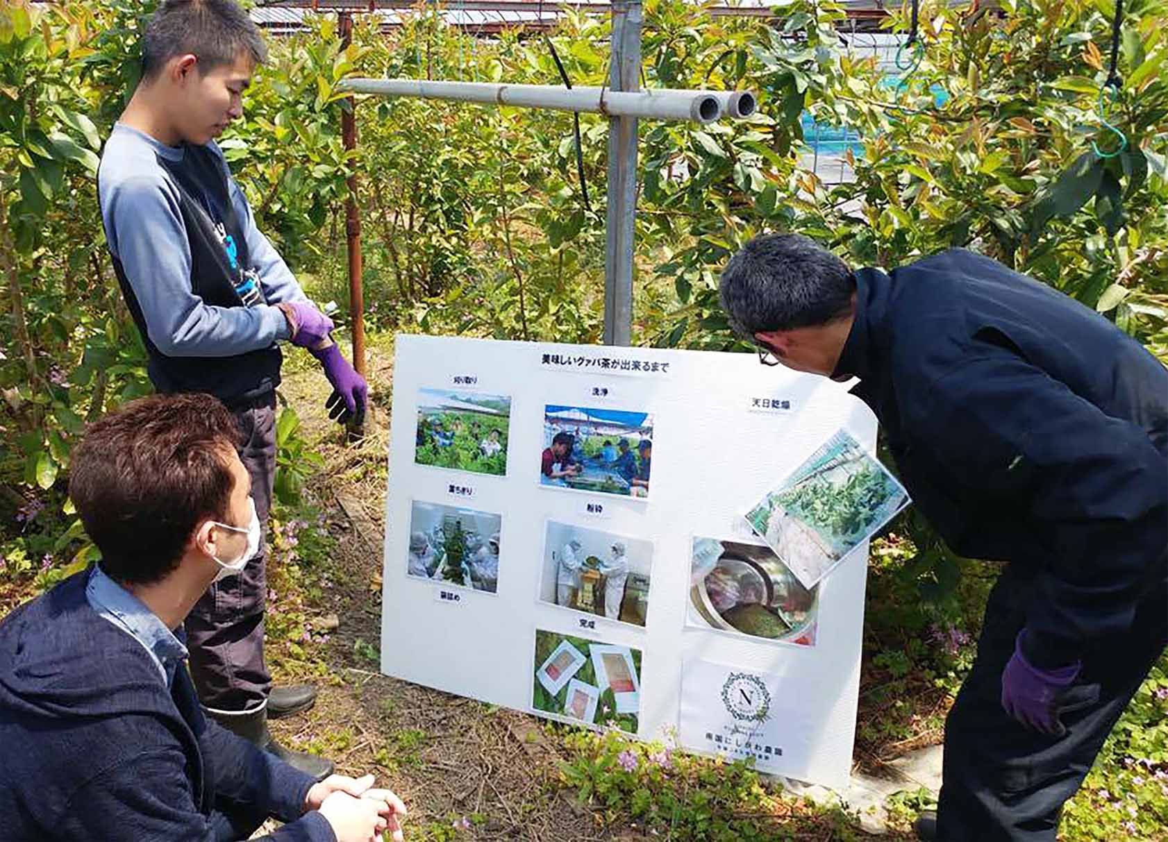 【年度テーマ】土佐國グァバ茶