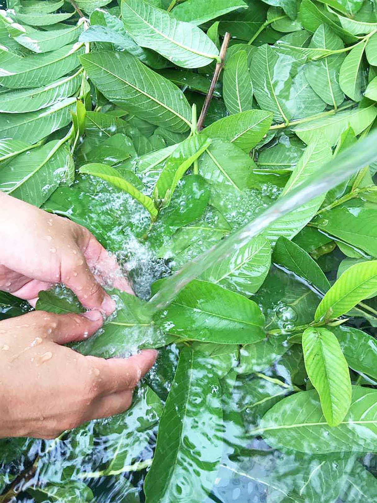 【年度テーマ】土佐國グァバ茶