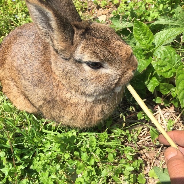 【自由テーマ】HAYAMIの草ストロー