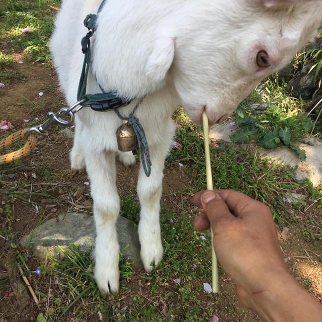 【自由テーマ】HAYAMIの草ストロー