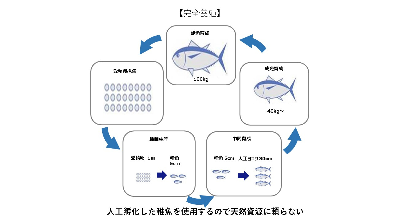 【自由テーマ】完全養殖　クロマグロ