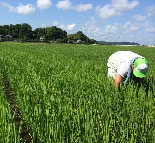 【年度テーマ】自然派日本酒「幸SACHI」