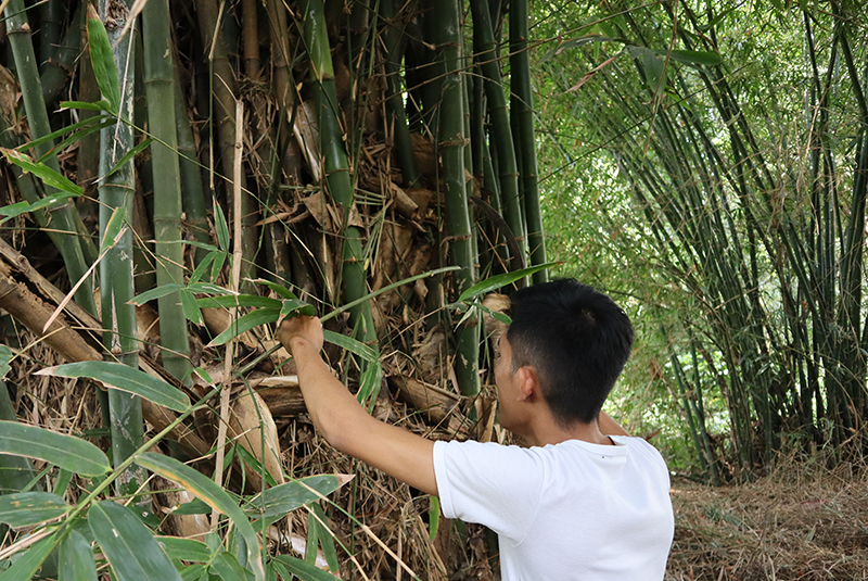 【自由テーマ】BAMBOO TOOTHBRUSH Series