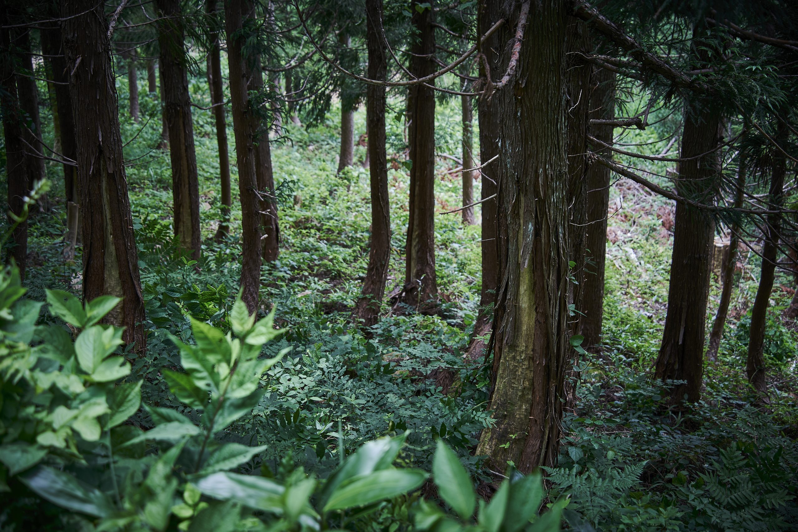 【自由テーマ】くまはぎの薪