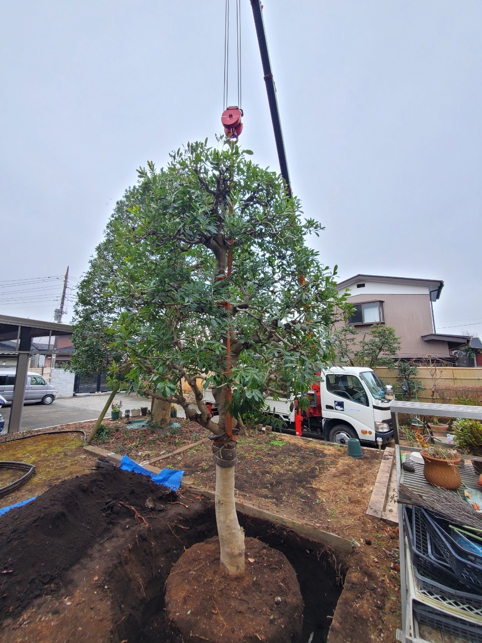 【自由テーマ】「植木の里親」「もらえる植物園」