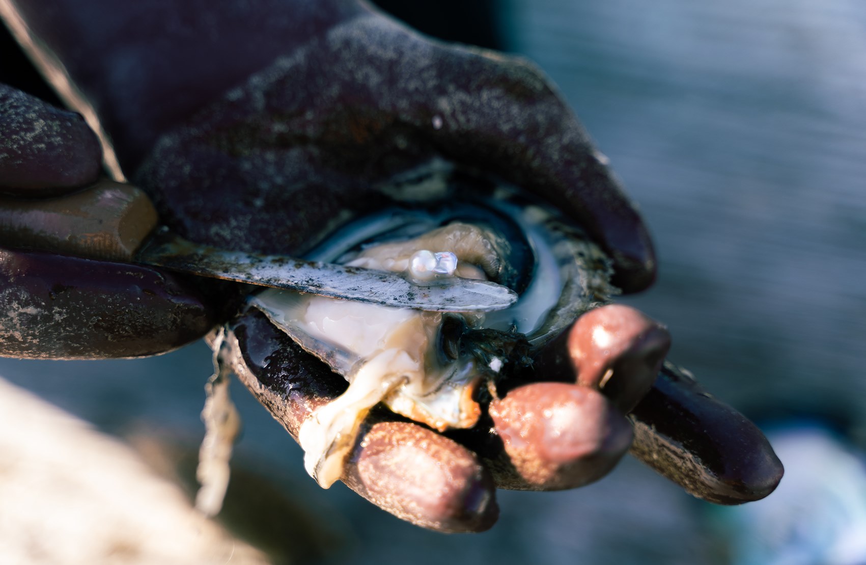 【自由テーマ】金魚真珠