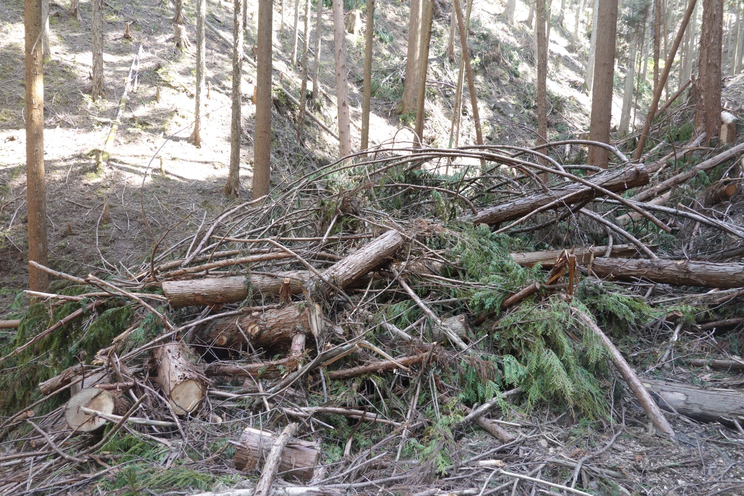 【自由テーマ】吉野の森から始まる誰もが嬉しい循環活動