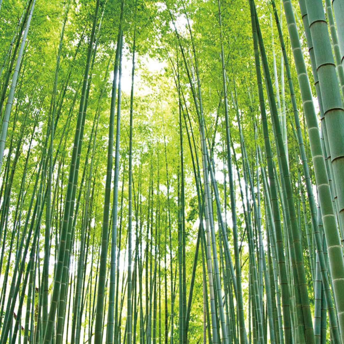 【自由テーマ】Bamboo Clear（竹洗剤）