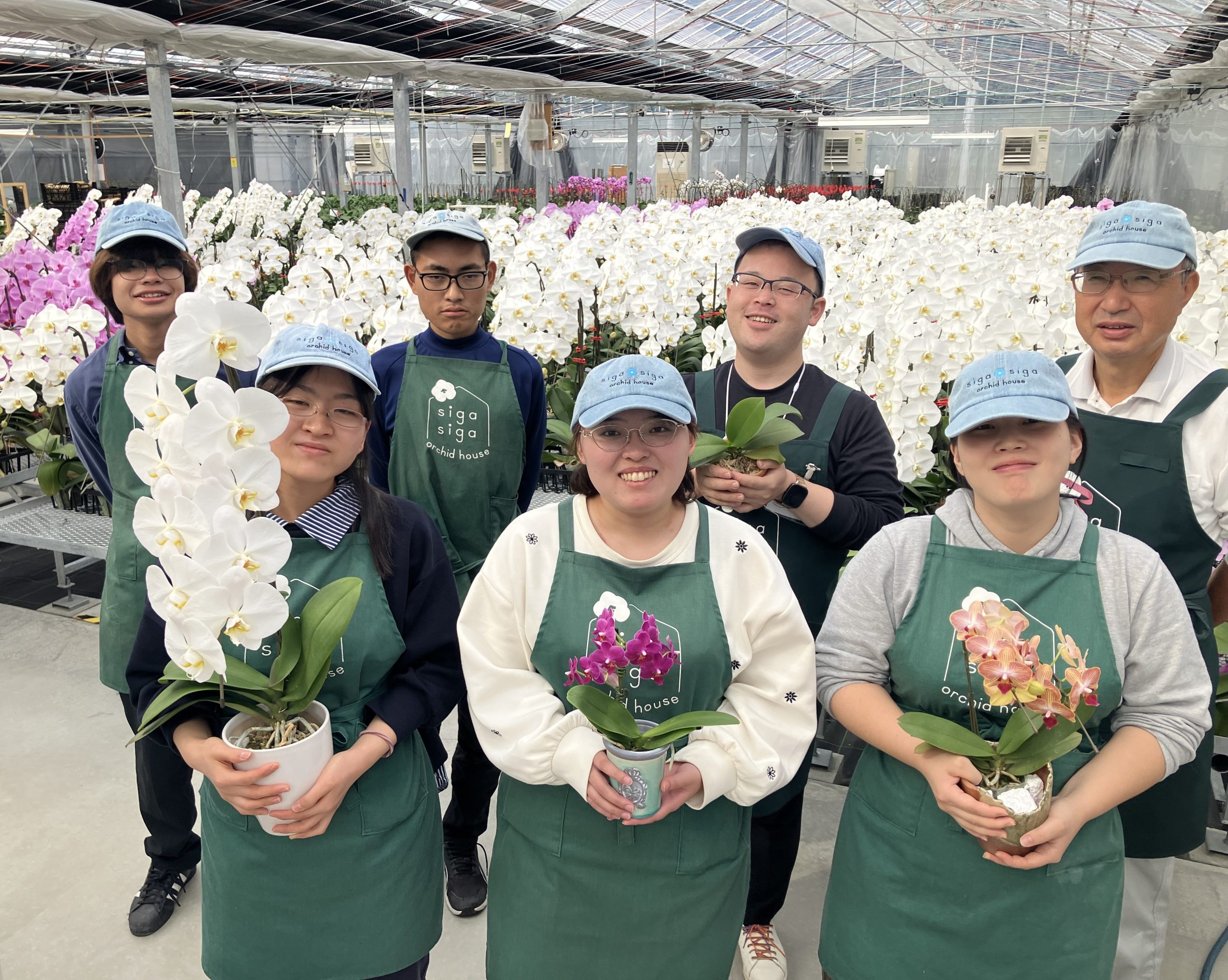 【自由テーマ】社会貢献になる胡蝶蘭</br>sigasiga orchid house