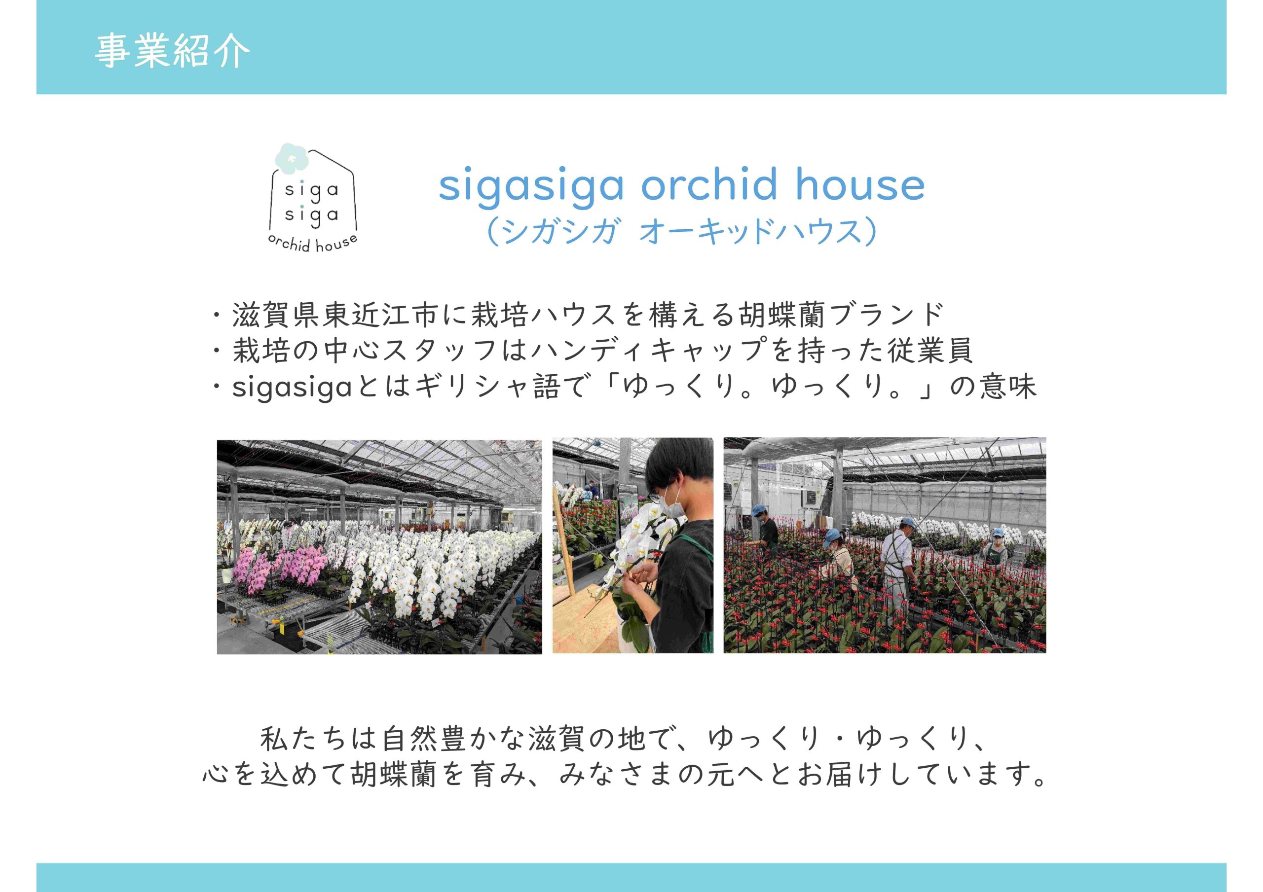 【自由テーマ】社会貢献になる胡蝶蘭</br>sigasiga orchid house