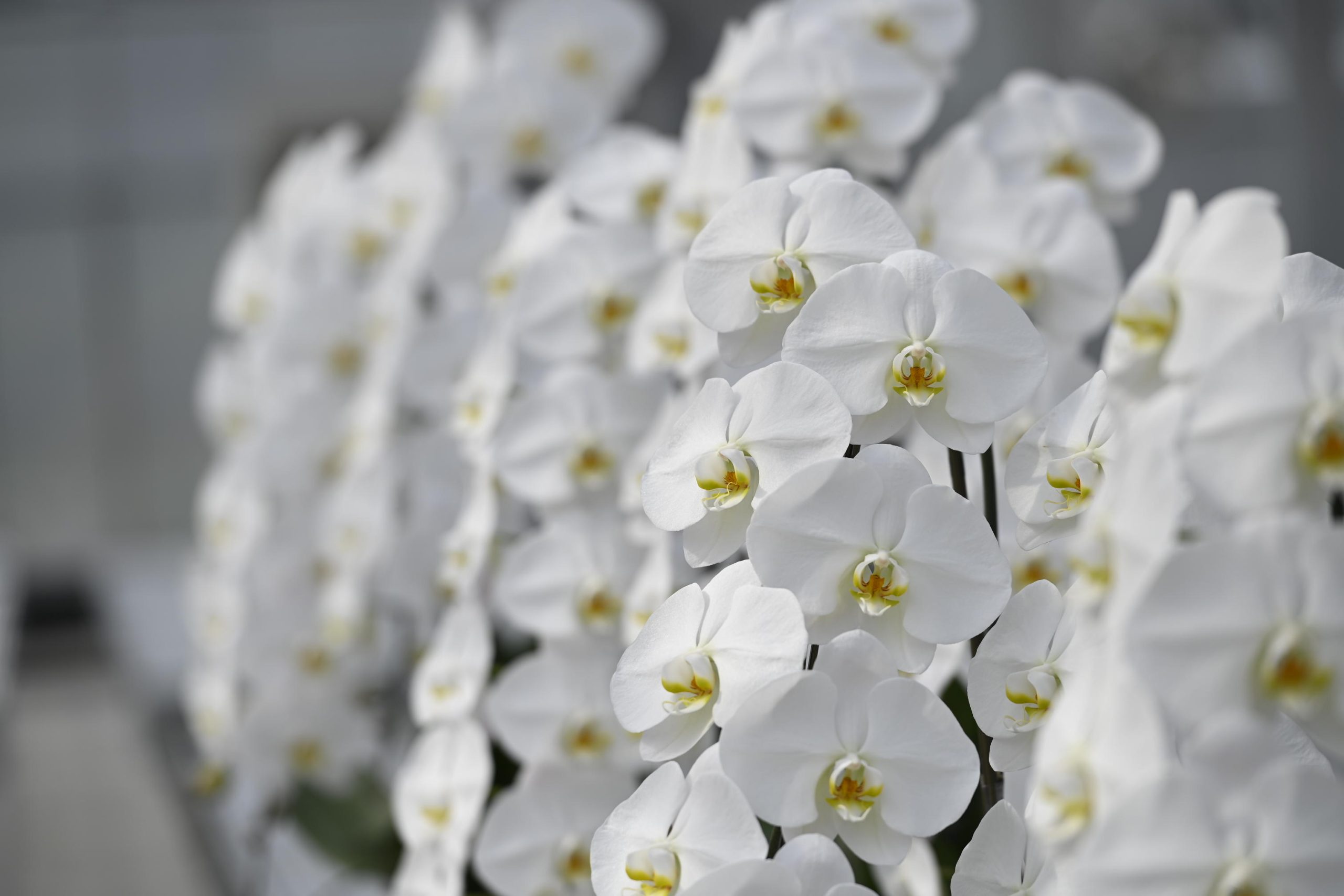 【自由テーマ】社会貢献になる胡蝶蘭</br>sigasiga orchid house