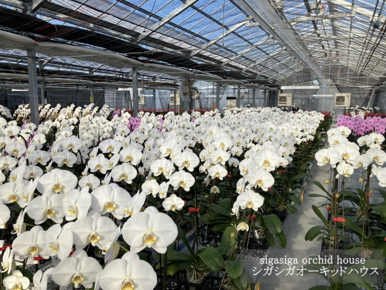 【自由テーマ】社会貢献になる胡蝶蘭</br>sigasiga orchid house