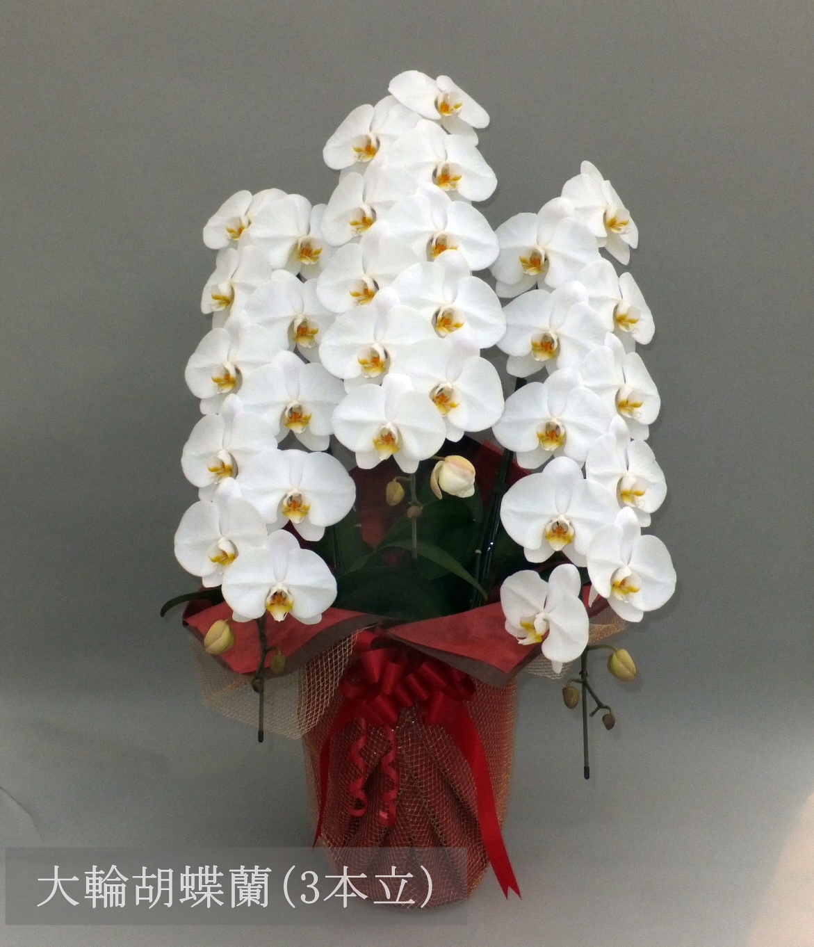 【自由テーマ】社会貢献になる胡蝶蘭</br>sigasiga orchid house