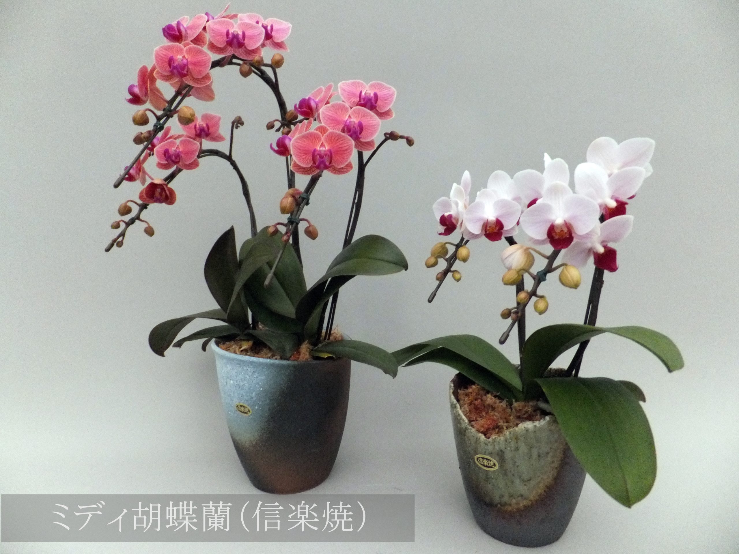 【自由テーマ】社会貢献になる胡蝶蘭</br>sigasiga orchid house
