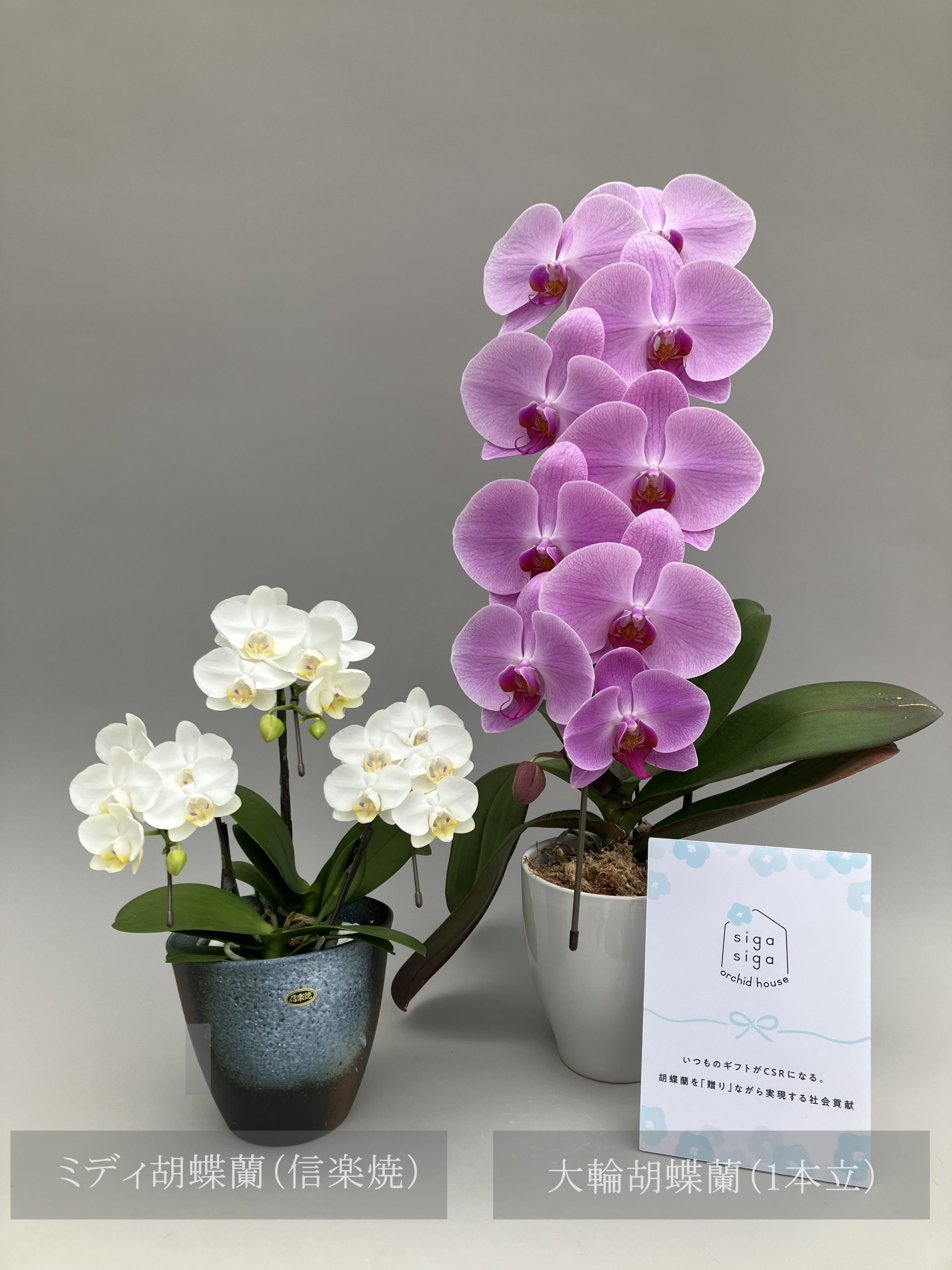 【自由テーマ】社会貢献になる胡蝶蘭</br>sigasiga orchid house