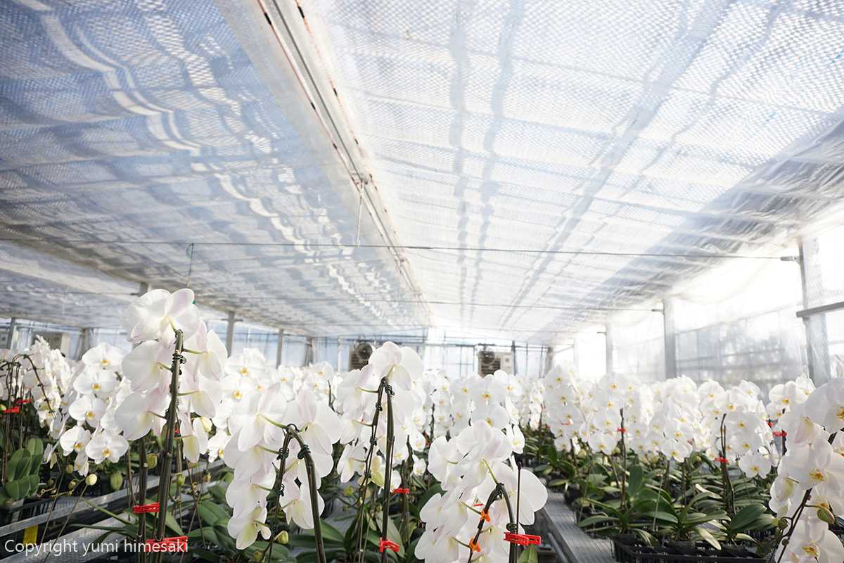 【自由テーマ】Flowers for SDGs