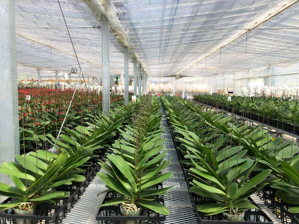 【自由テーマ】Flowers for SDGs