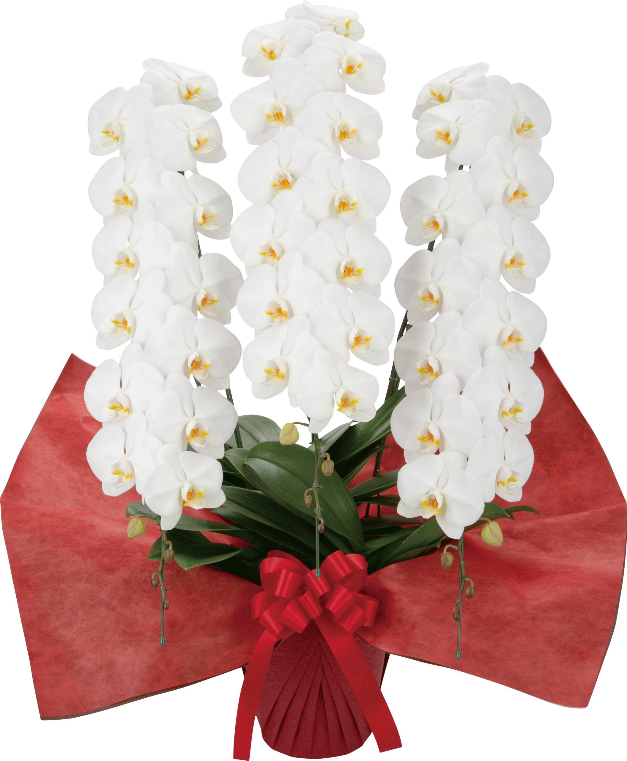 24074【自由テーマ】Flowers for SDGs