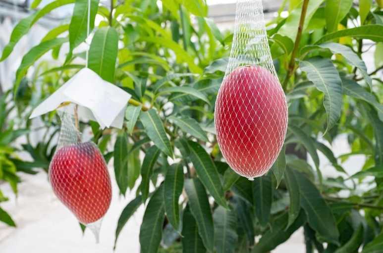 【自由テーマ】Flowers for SDGs