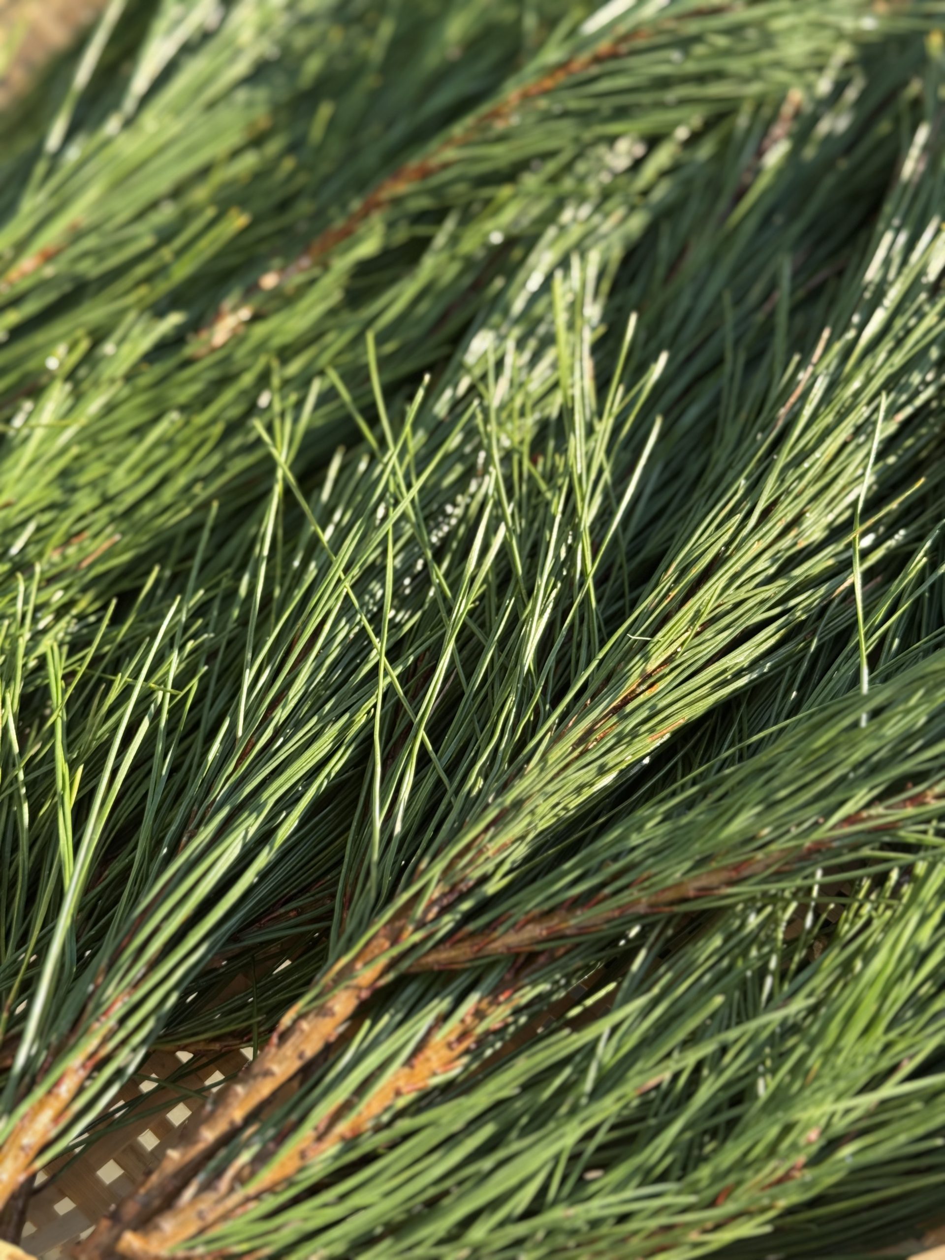 【自由テーマ】LIFE SYRUP -Akamatsu / Echinacea-