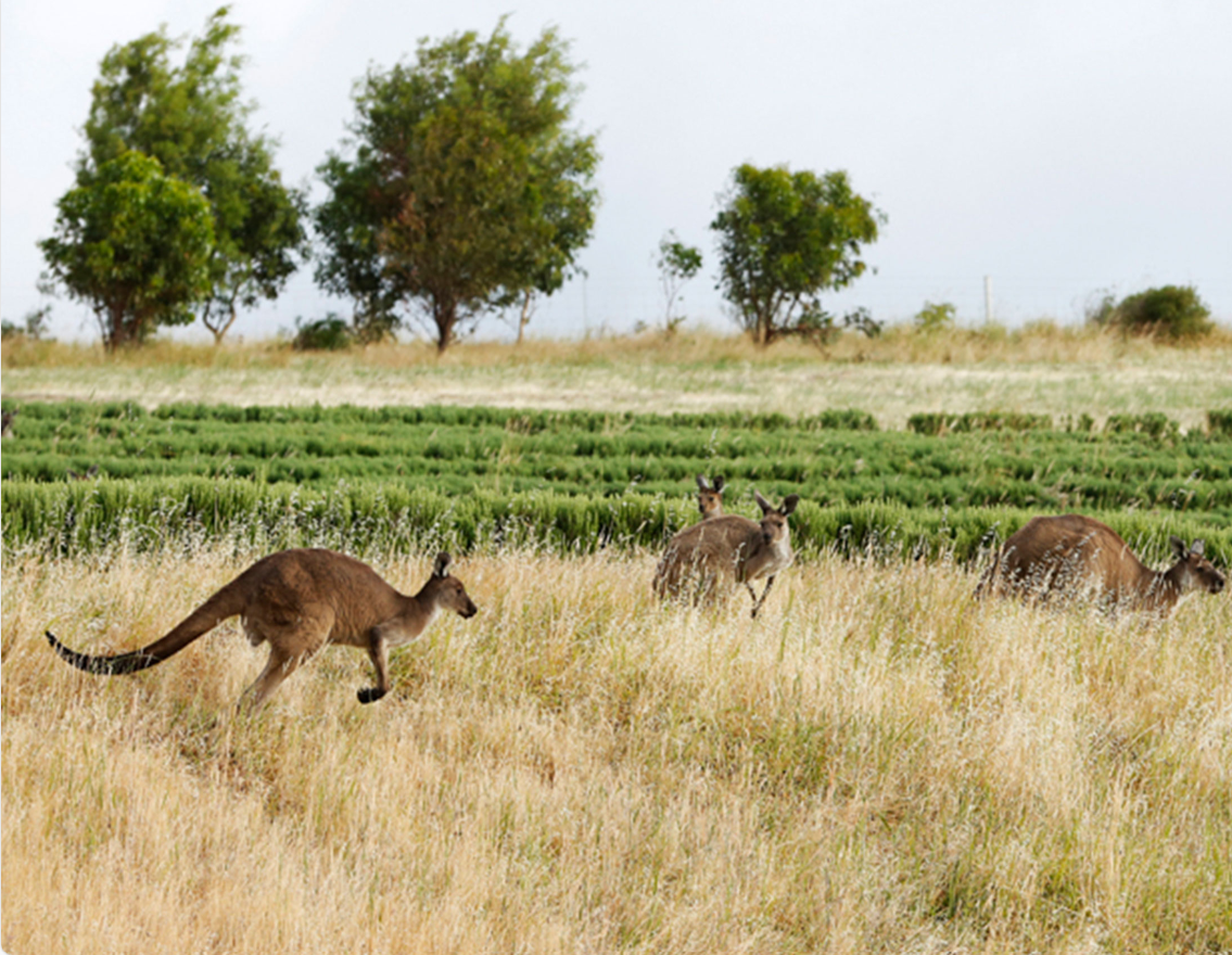 【自由テーマ】ジュリーク RO フェイスオイル