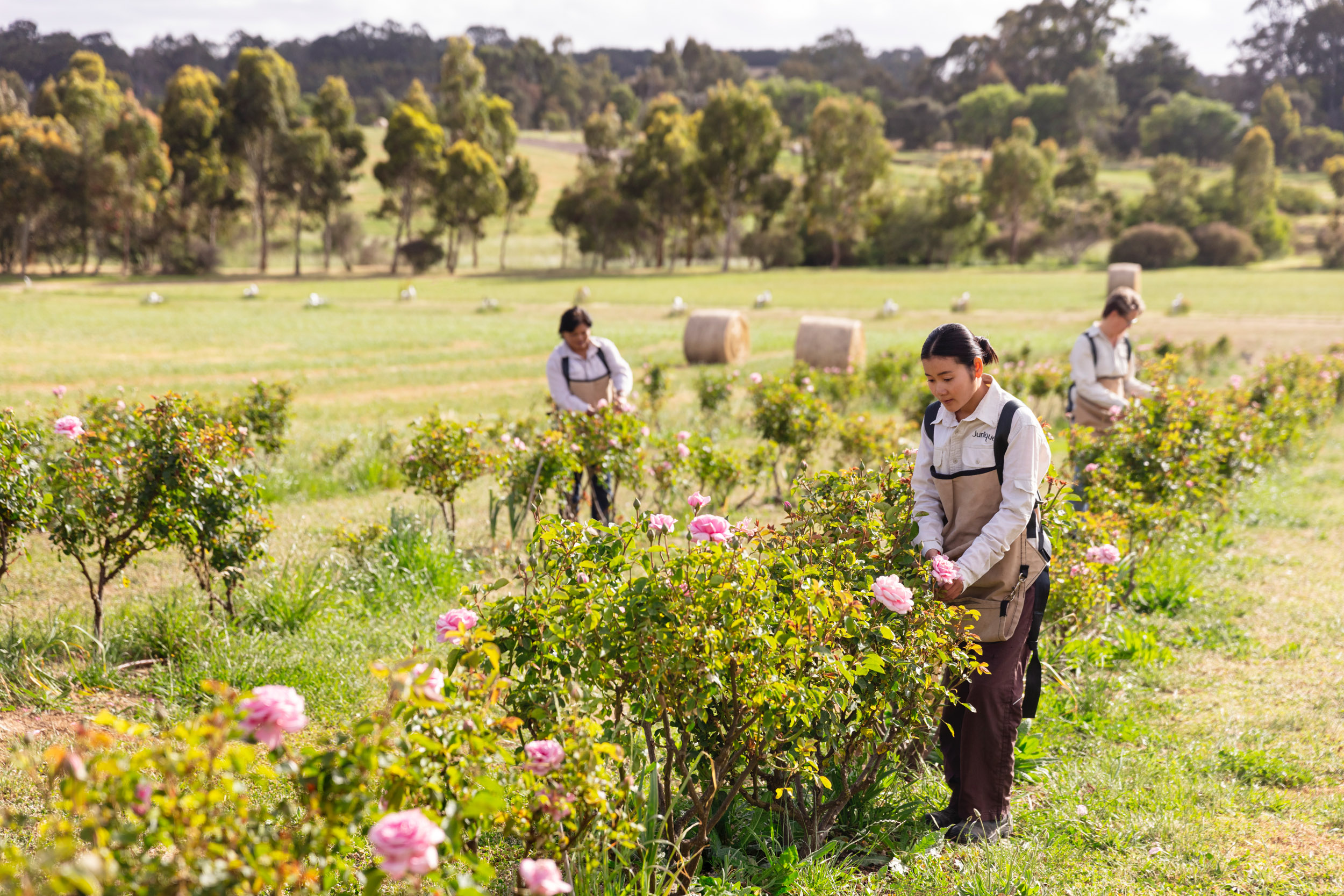 【自由テーマ】ジュリーク RO フェイスオイル