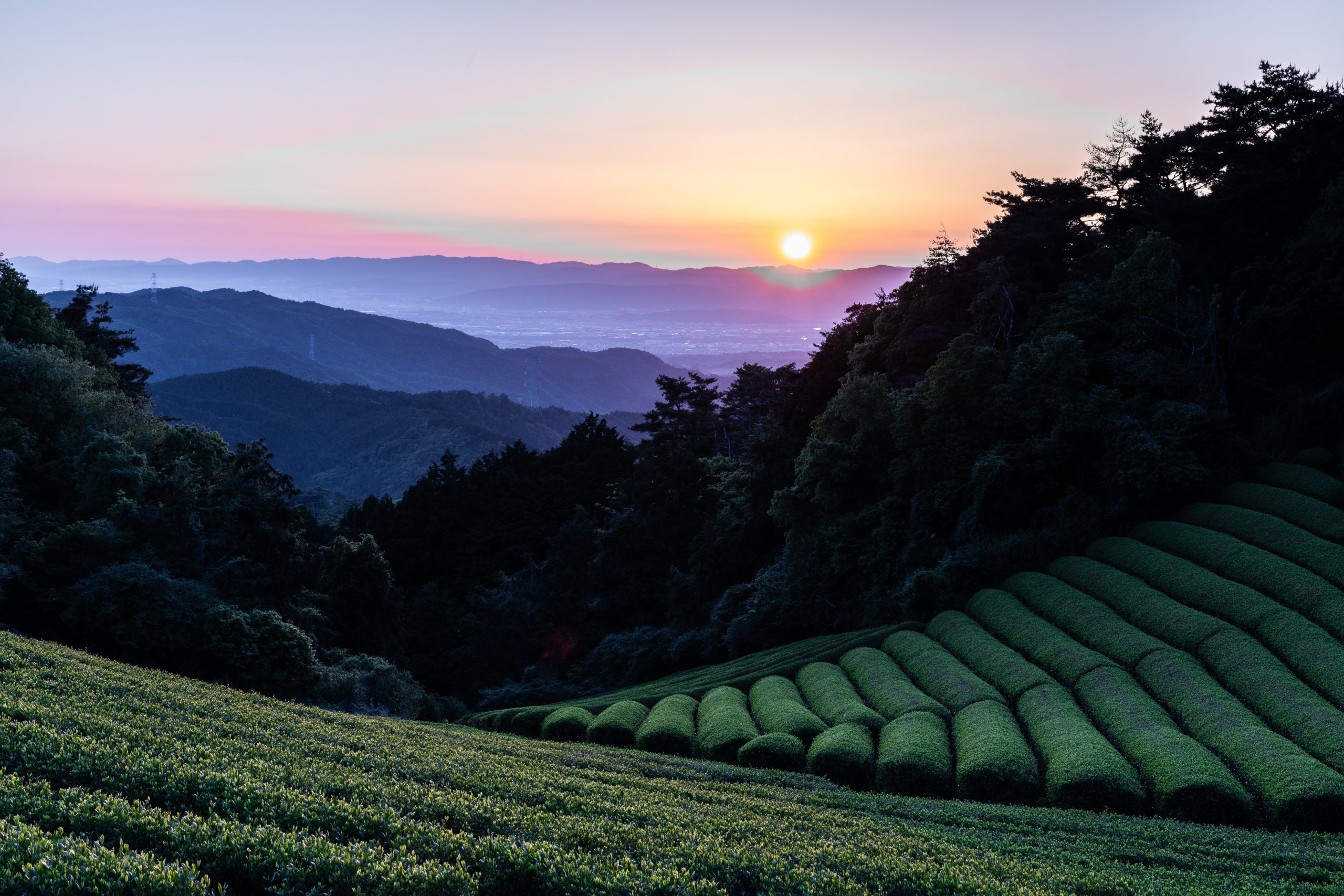 【自由テーマ】日本茶ボトルドティー（福壽、香涼、京紅）