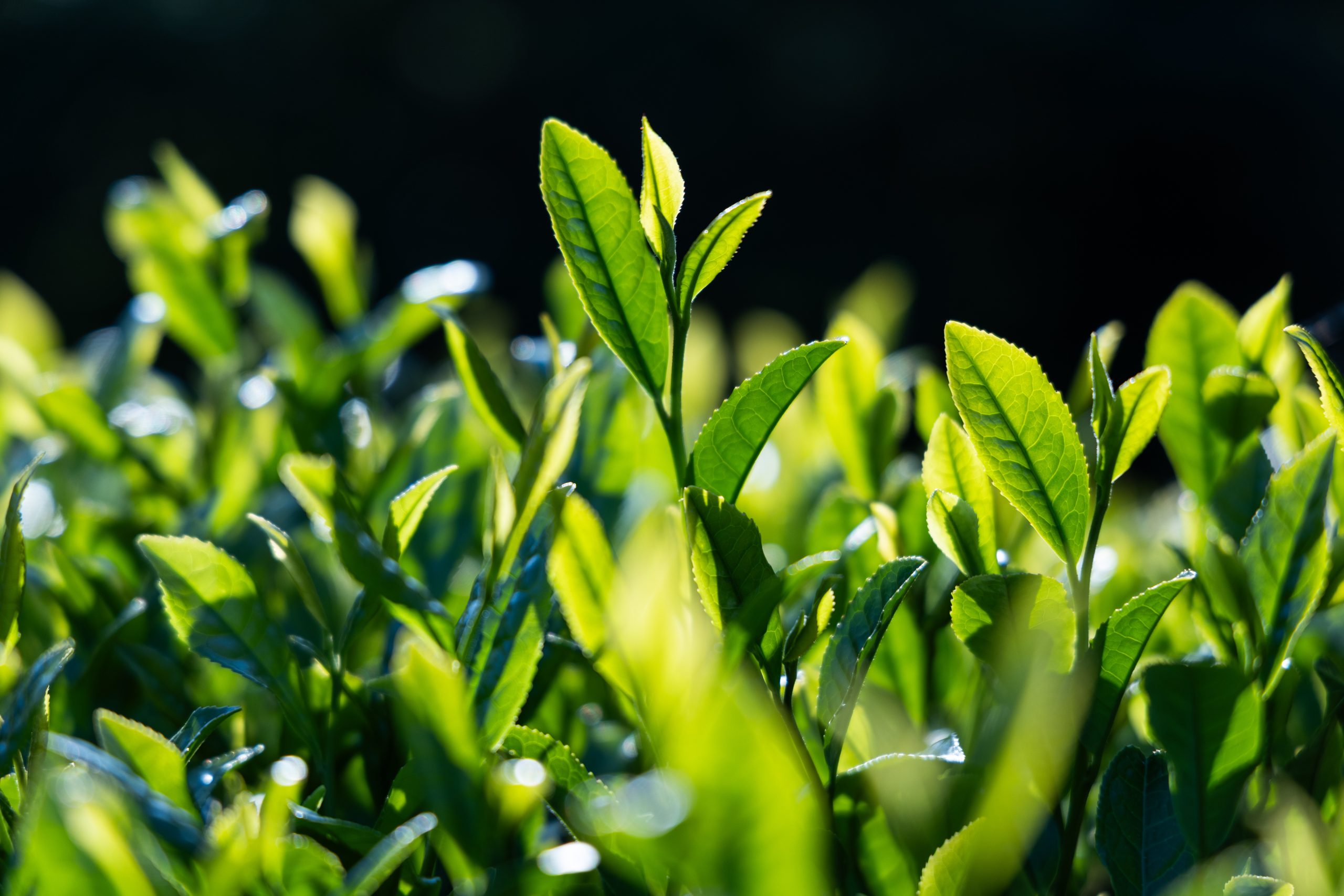 【自由テーマ】日本茶ボトルドティー（福壽、香涼、京紅）