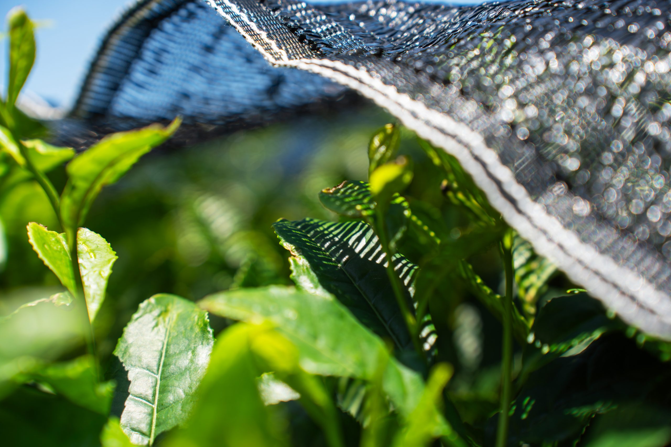 【自由テーマ】紡ぐお茶布巾