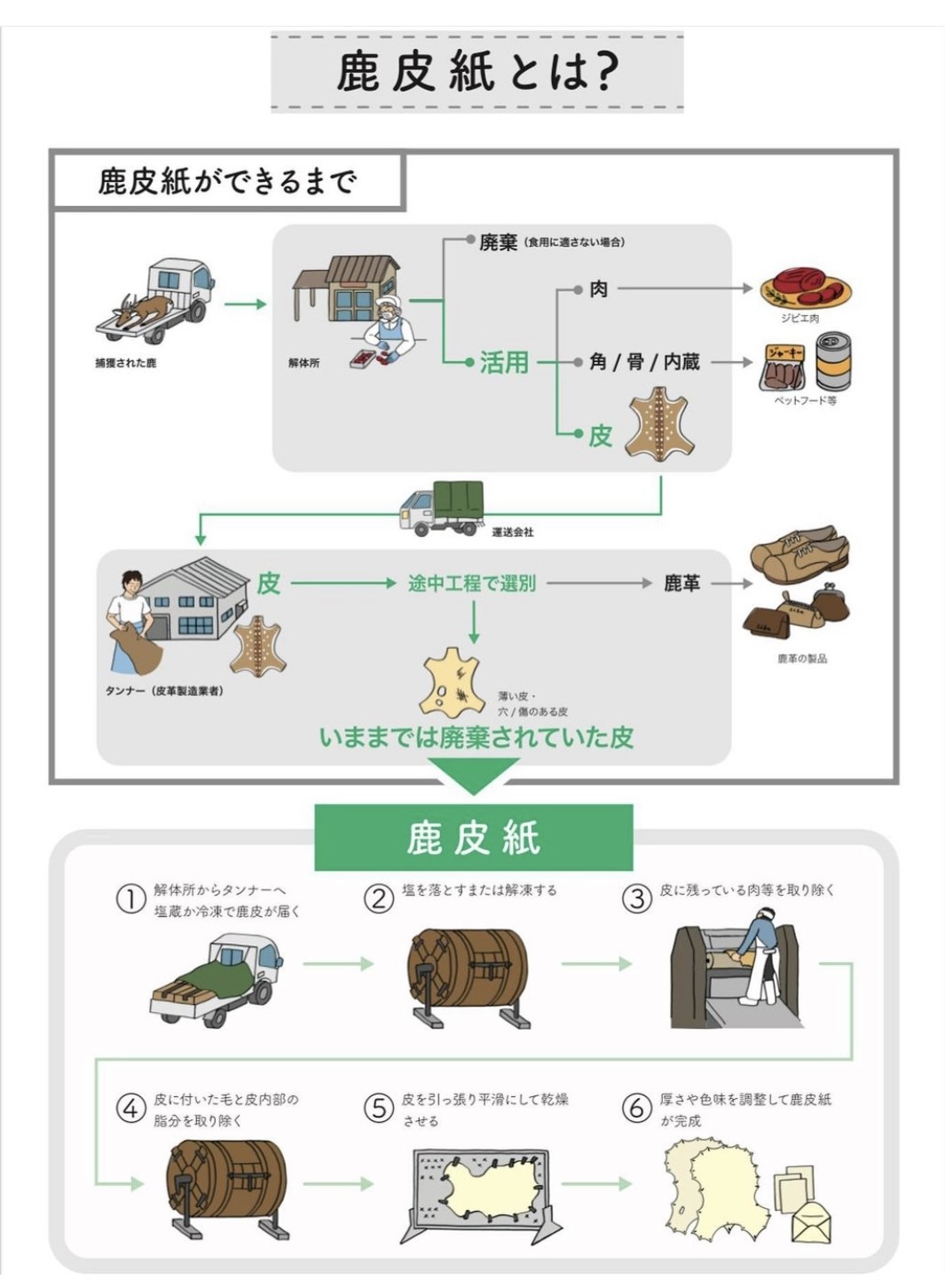 【自由テーマ】個体数調整されたニホンジカ皮から作られた鹿皮の羊皮紙「鹿皮紙」