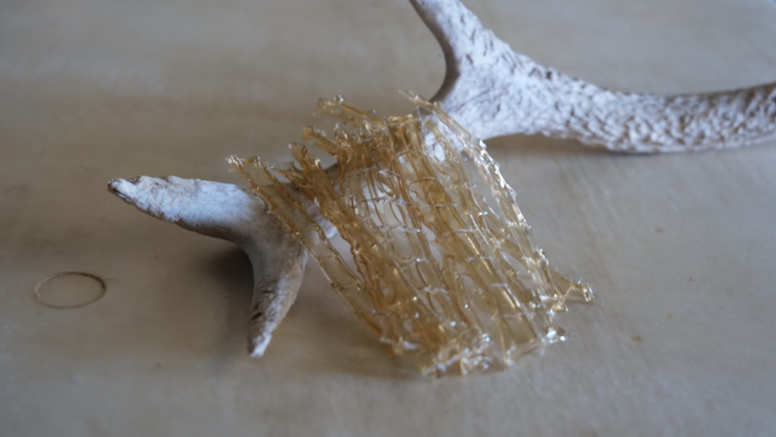 【自由テーマ】個体数調整されたニホンジカ皮から作られた鹿皮の羊皮紙「鹿皮紙」