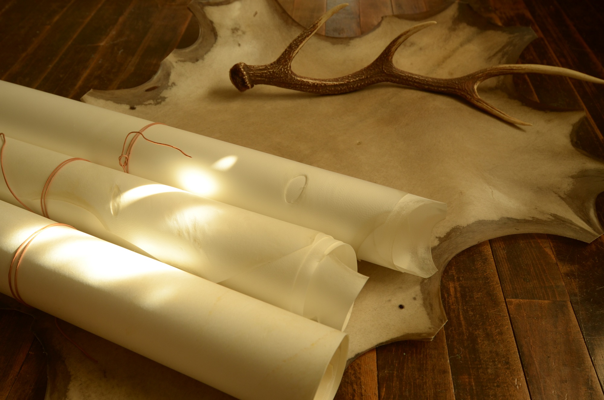 24116【自由テーマ】個体数調整されたニホンジカ皮から作られた鹿皮の羊皮紙「鹿皮紙」